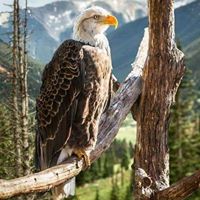 Dennis Gentry Photo 20