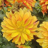 Sandra Dumas Photo 22