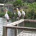 June Stork Photo 3