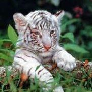 Debra Meyers Photo 3