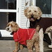 Angie Cooper Photo 18