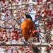 Robin Greenfield Photo 29