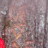 Amber Fraley Photo 18