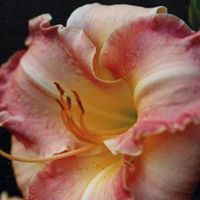 Debbie Zapata Photo 22