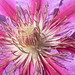 Liane Bloom Photo 1
