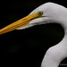 Benton Long Photo 8