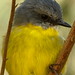 Robin Most Photo 12