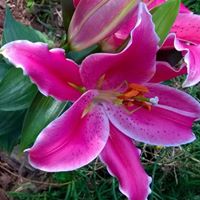 Theresa Hammond Photo 23