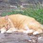 Susan Glick Photo 25