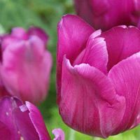 Debra Meehan Photo 3