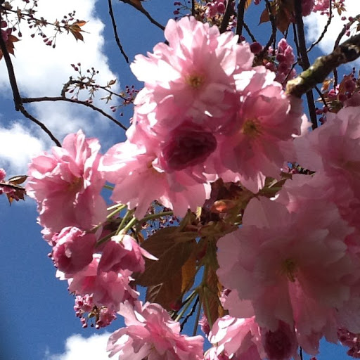 Catherine Tang Photo 12