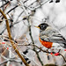 Ann Robins Photo 28