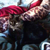 Jennifer Vandyke Photo 17