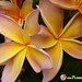 Jeannie Bloom Photo 6