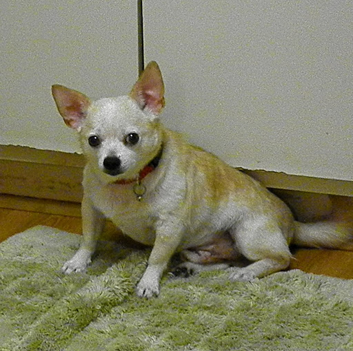 Michele Donahue Photo 14