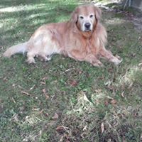 Carole Shepard Photo 7