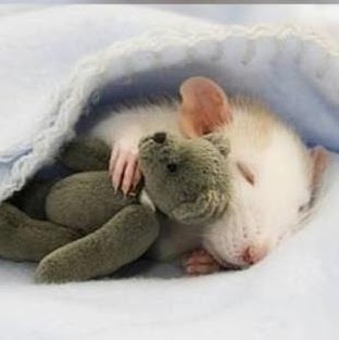 Patricia Mccarthy Photo 27