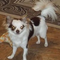 Cherie Wolfe Photo 3