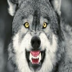 Johnathan Wolf Photo 2