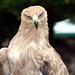 Kenneth Eagle Photo 15