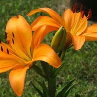 Nancy Mccabe Photo 13