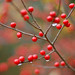 Cheryl Berry Photo 27