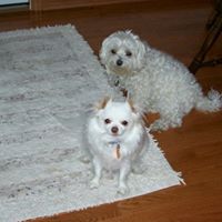 Carol Hanson Photo 35