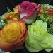 Shirley Rose Photo 11
