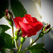 David Jaynes Photo 12