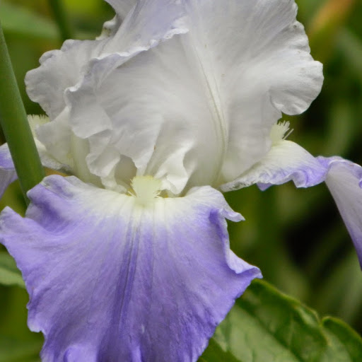 George Lowery Photo 39