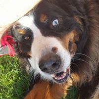 Jonathan Harmon Photo 17