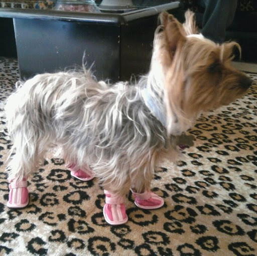 Sheree Taylor Photo 25