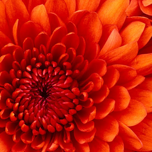 Victoria Benjamin Photo 15