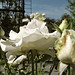 James Kelleher Photo 38