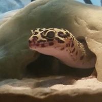 Anthony Dimartino Photo 25