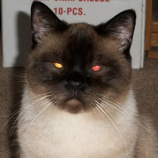 Dana Schaffer Photo 4