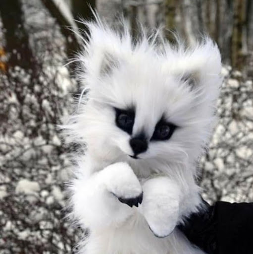 Christine Zimmerman Photo 12