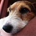 Russell Harvey Photo 11
