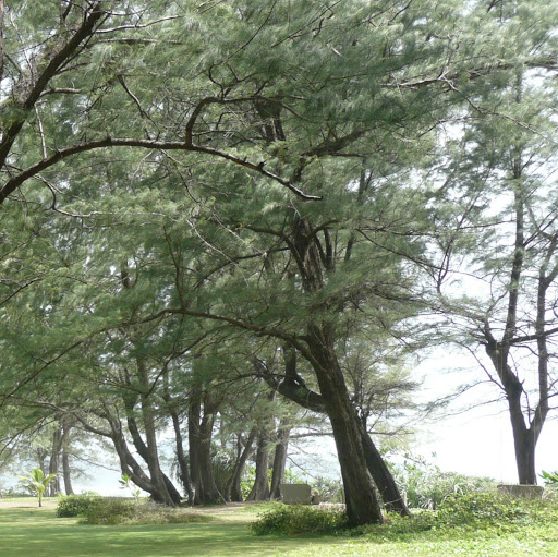 Ying Jiang Photo 8
