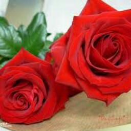 Rana Yaseen Photo 10