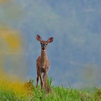 Larry Ratcliff Photo 16