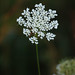 Anne Eaton Photo 32