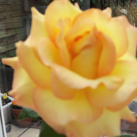 Maria Lyons Photo 37