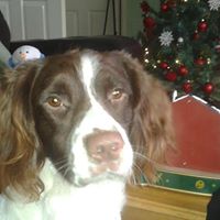 Stanley Springer Photo 2