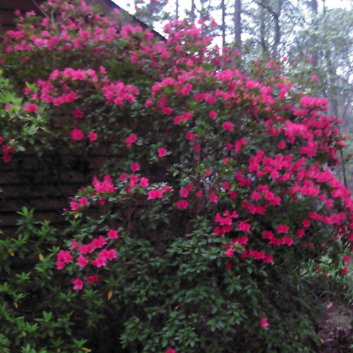 George Steger Photo 8