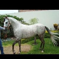 Alberto Contreras Photo 15