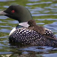 Vicki Stevens Photo 16