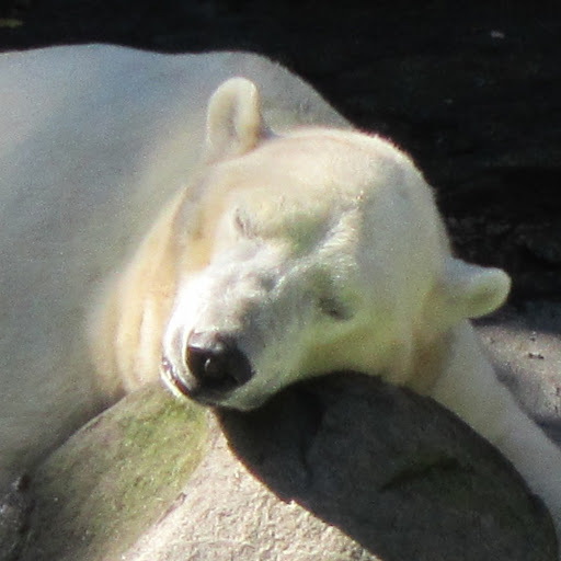 Frank Irizarry Photo 17