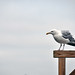 Howard Flicker Photo 10