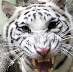 John Donahue Photo 52